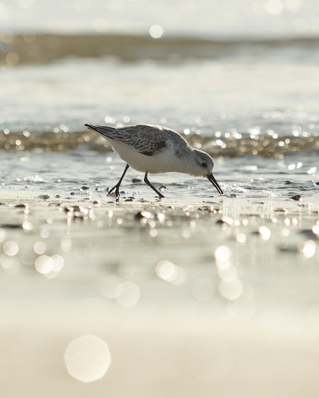 Wildlife, photograph 215