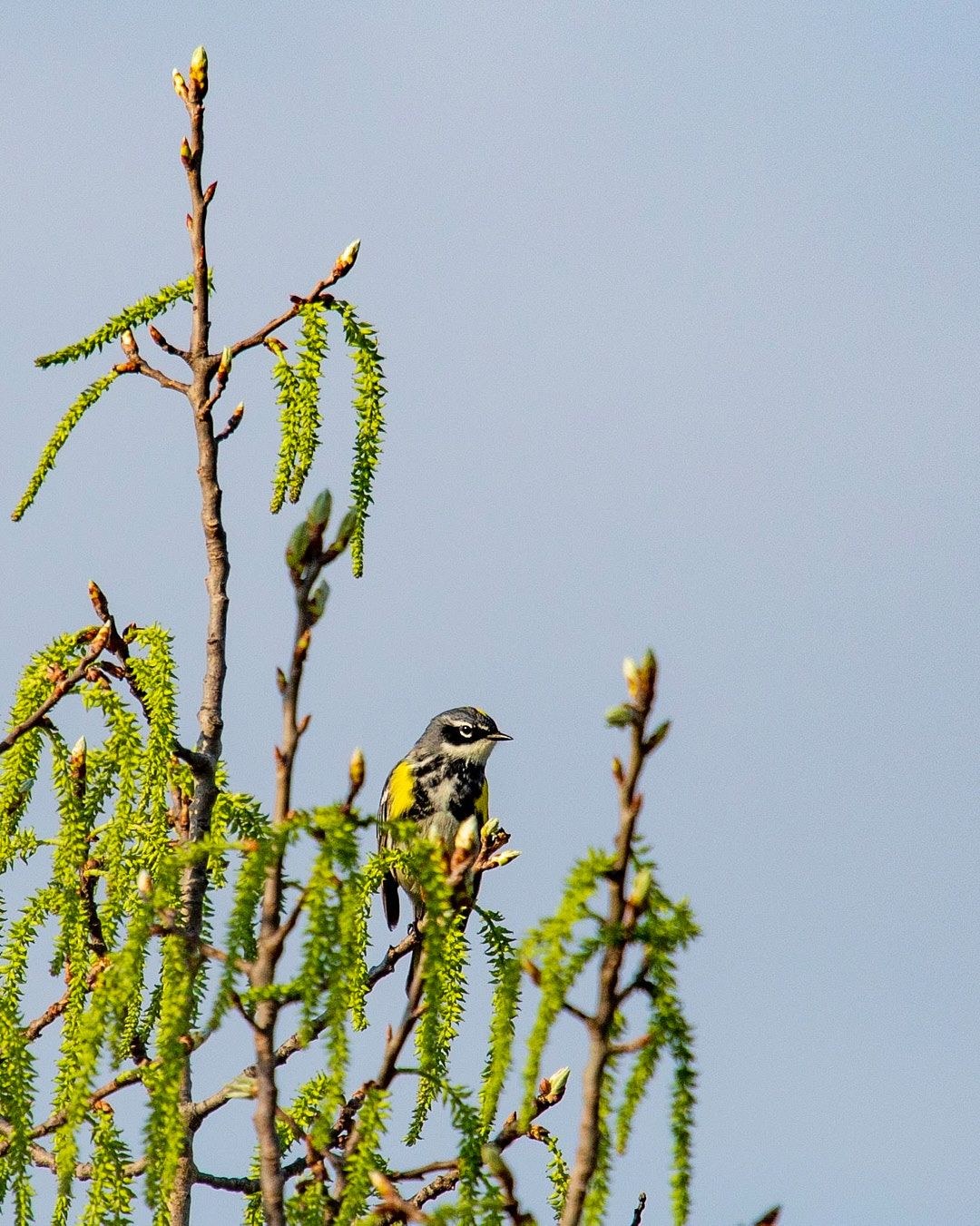 Wildlife, photograph 138