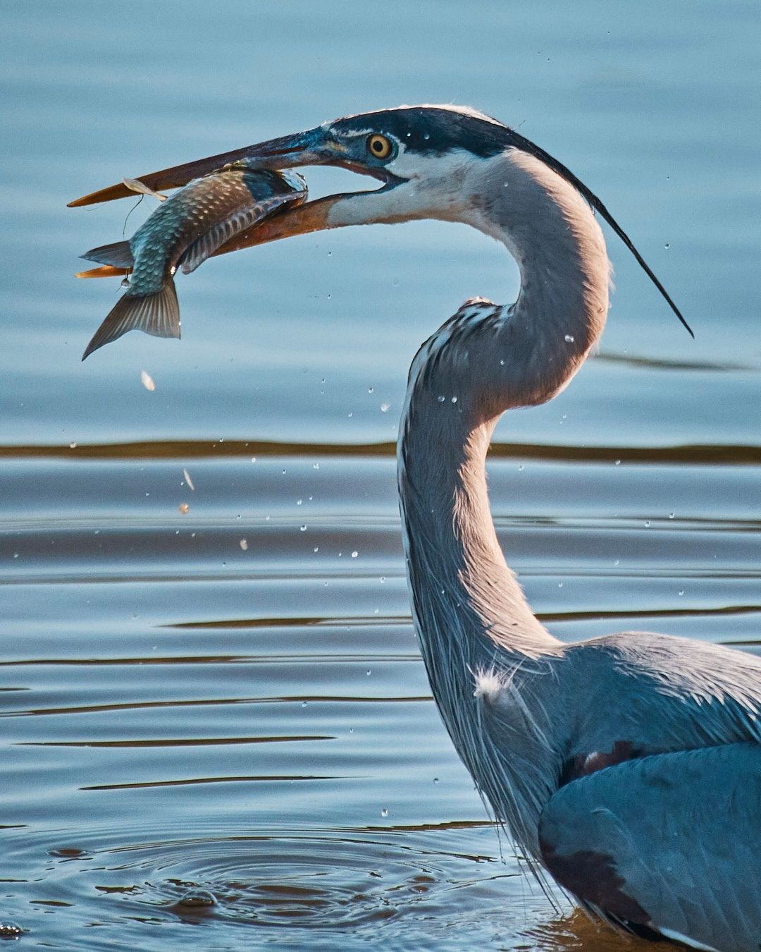 Wildlife, photograph 200