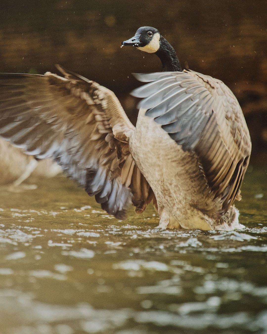 Wildlife, photograph 98