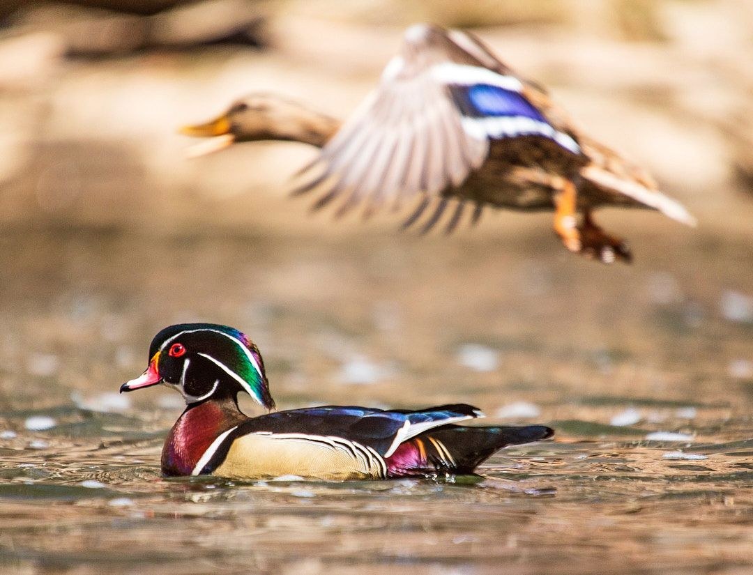 Wildlife, photograph 12