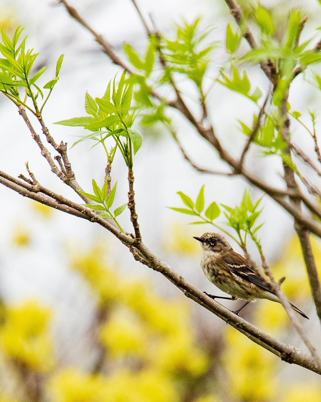 Wildlife, photograph 147