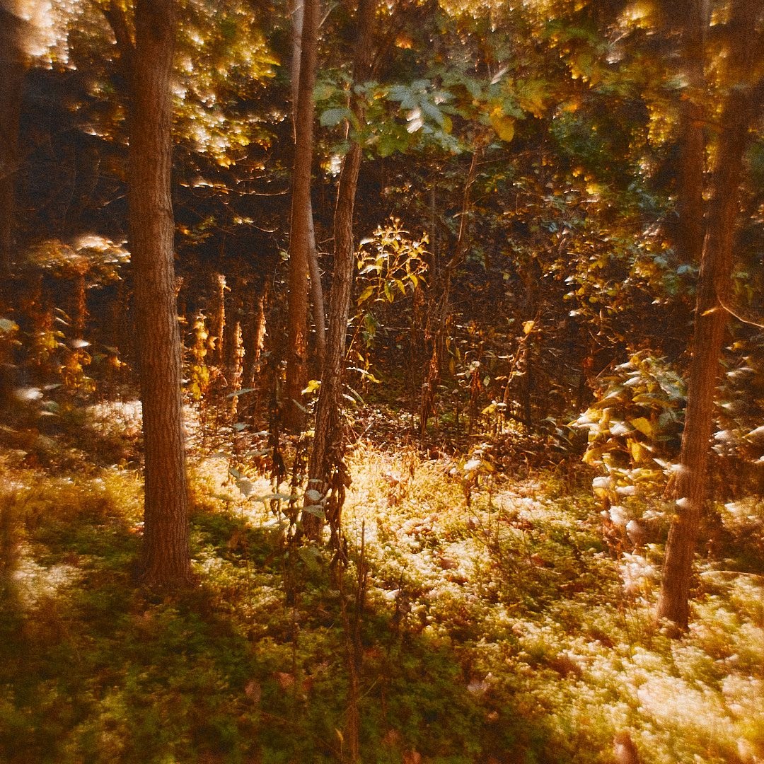 Schenley Park Walk, photograph 14