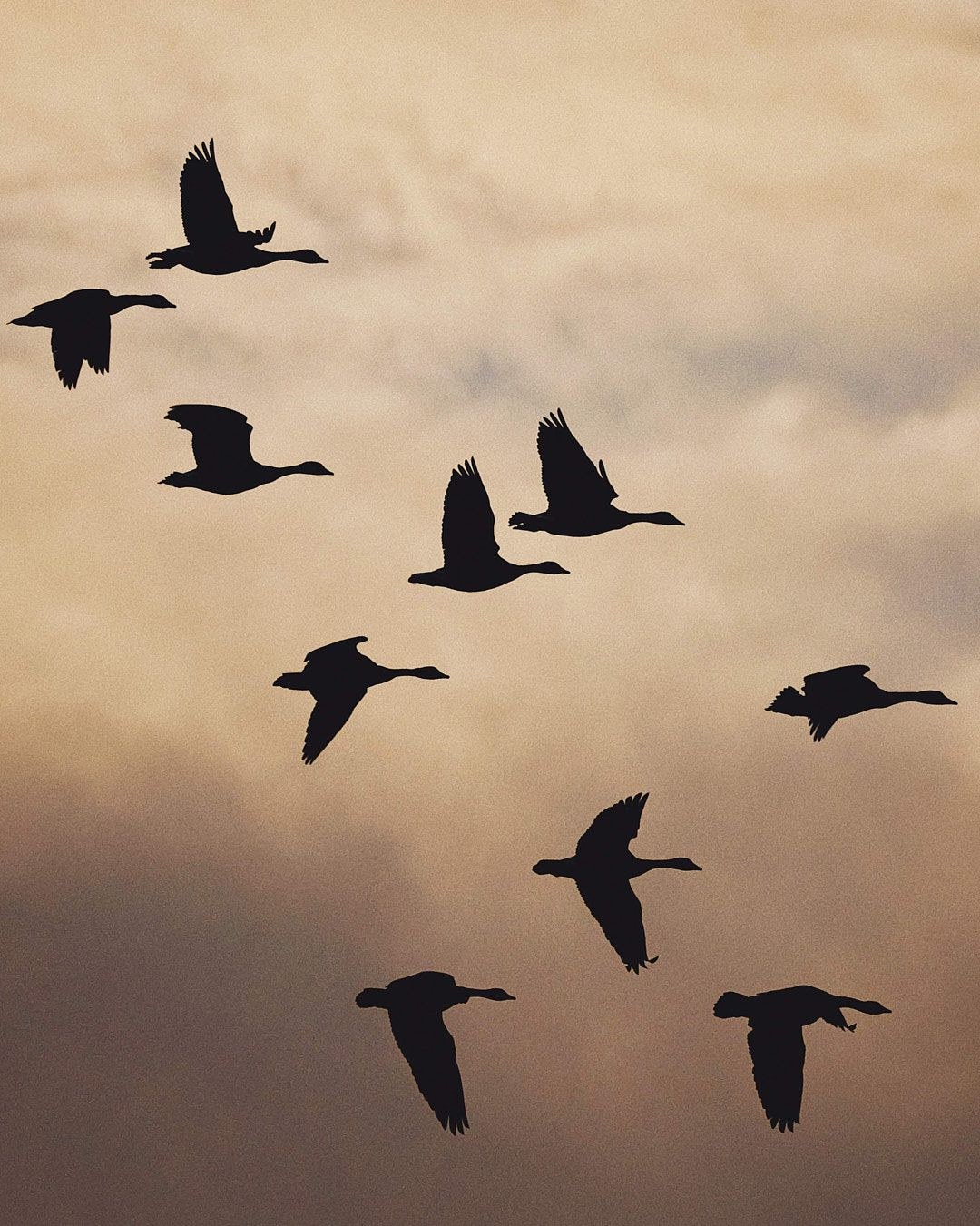 Wildlife, photograph 74
