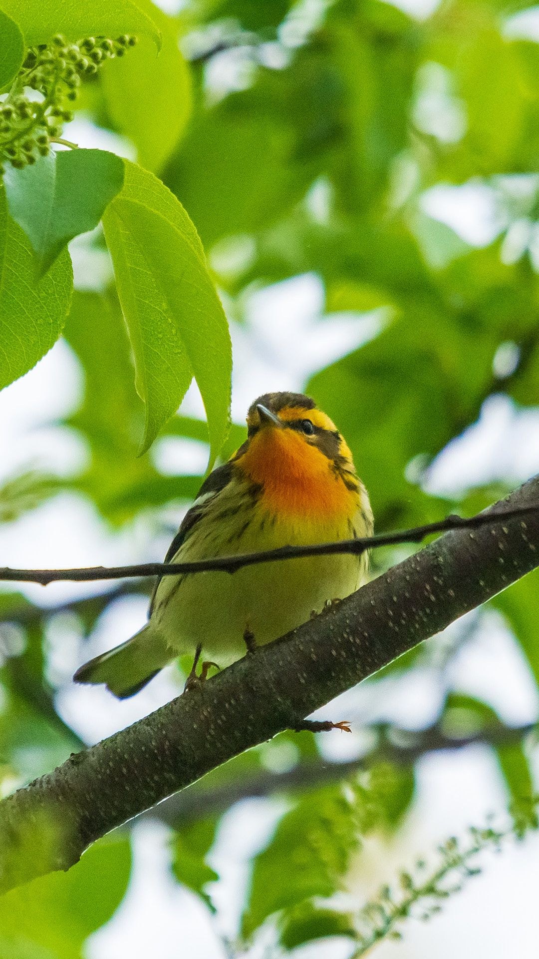 Wildlife, photograph 170