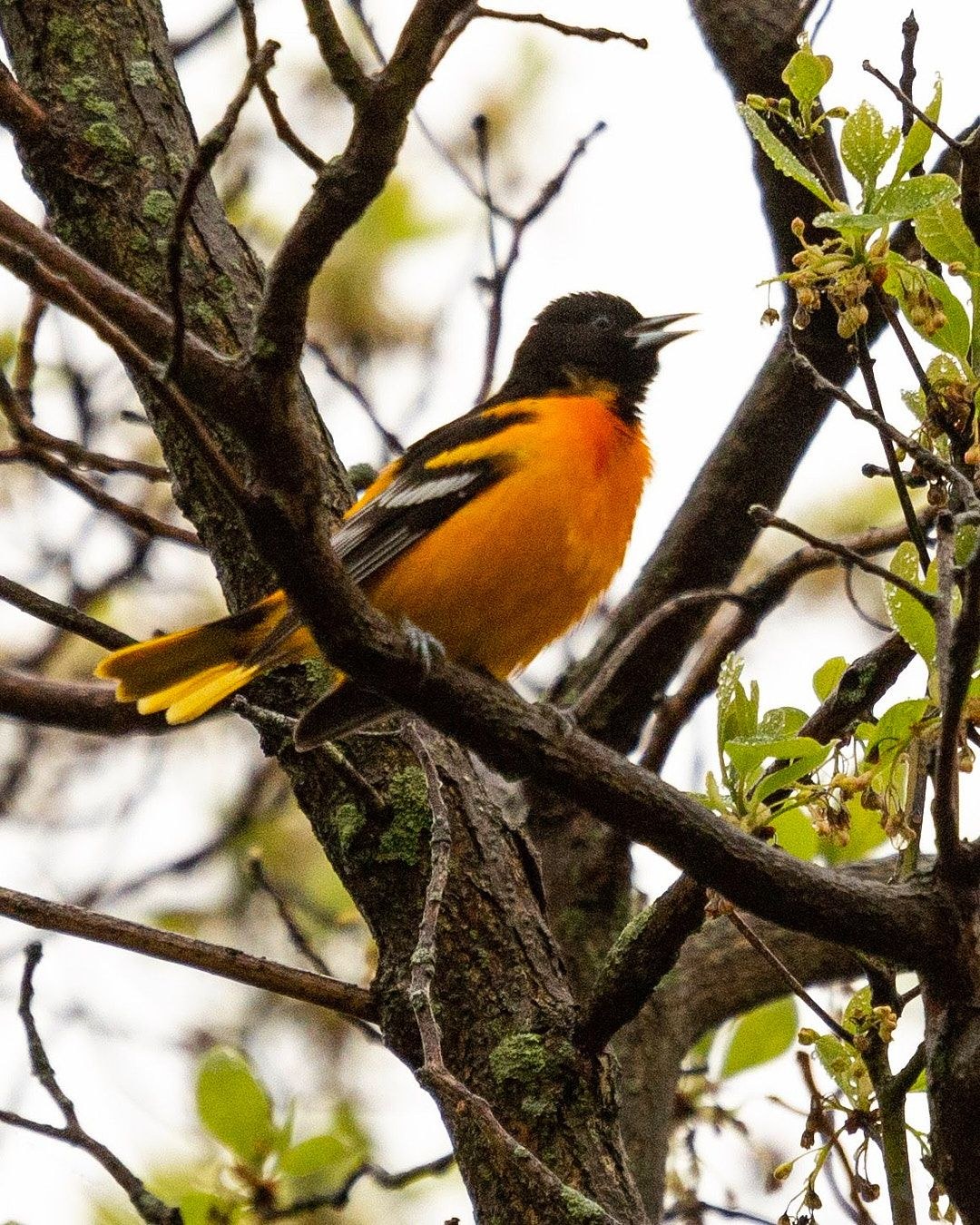 Wildlife, photograph 165