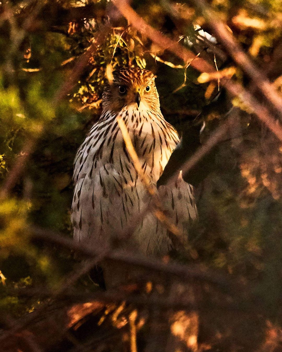 Wildlife, photograph 120