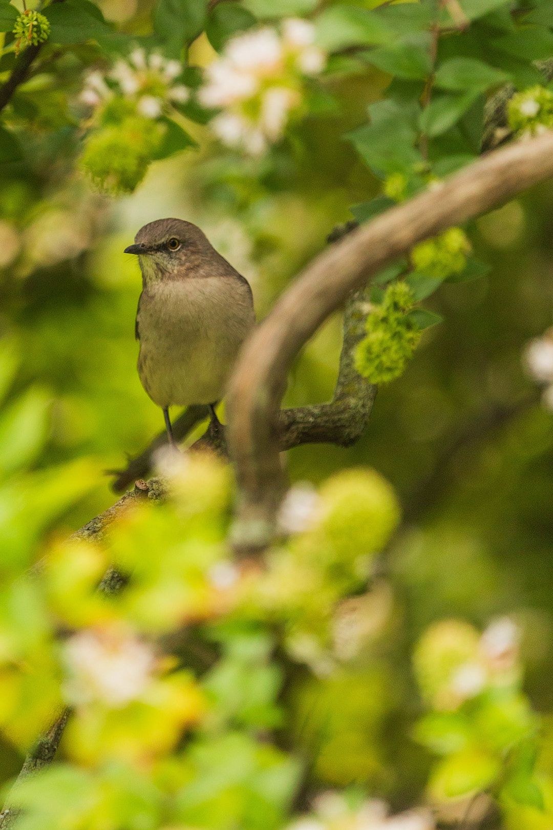 Wildlife, photograph 11