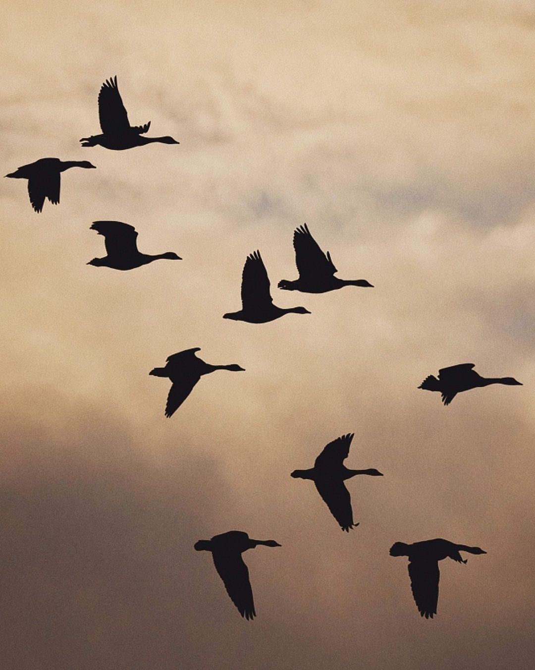 Wildlife, photograph 14