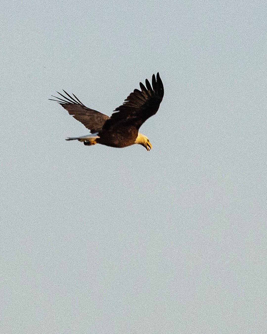 Wildlife, photograph 143