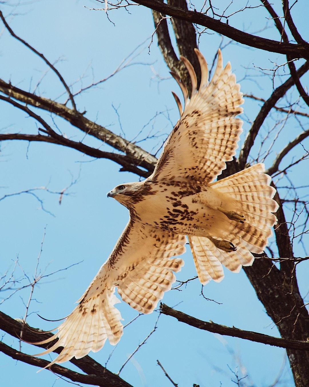 Wildlife, photograph 117