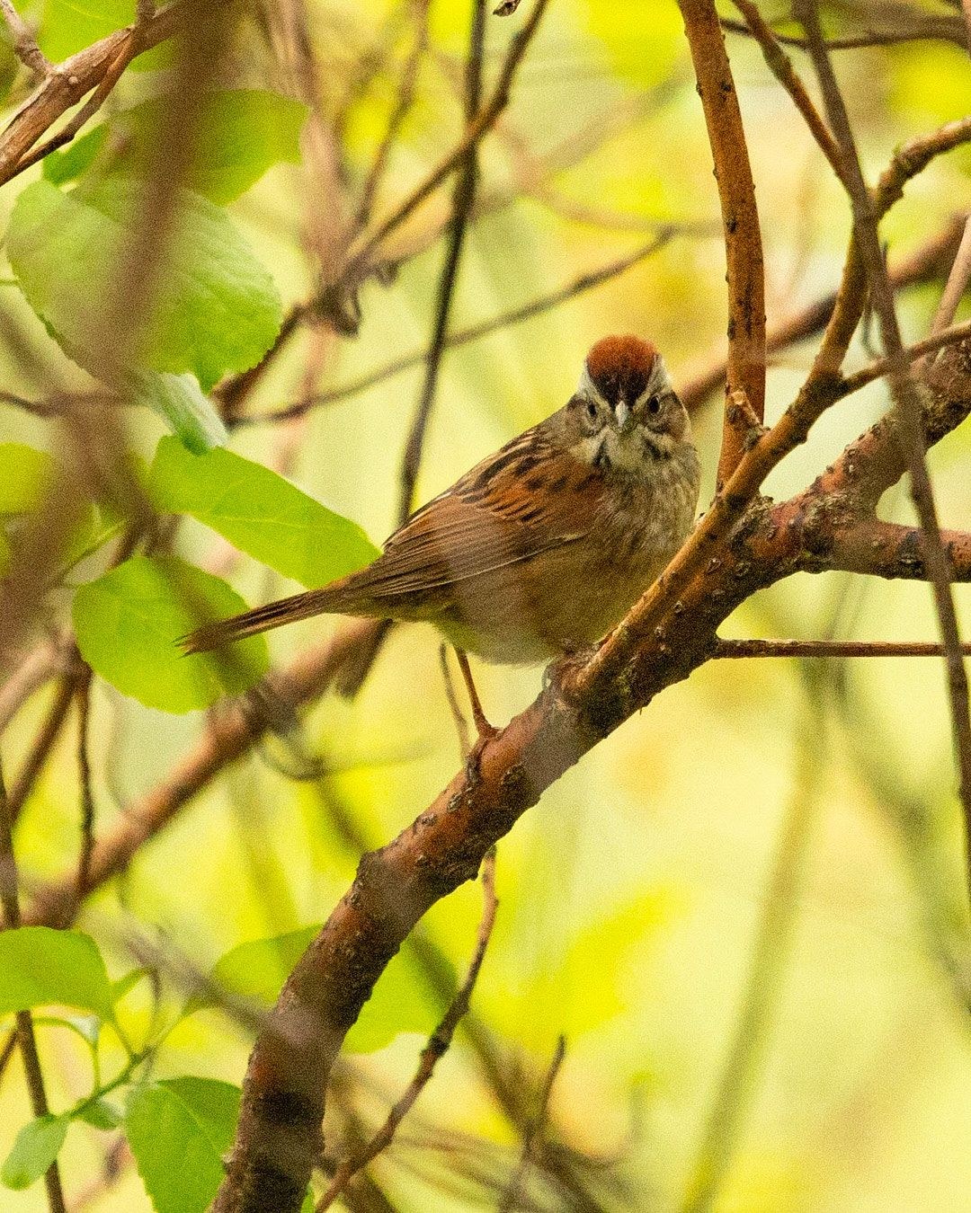 Wildlife, photograph 160