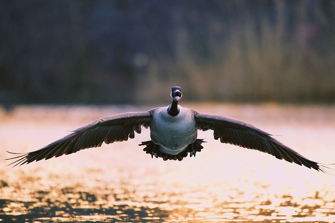 Wildlife, photograph 72