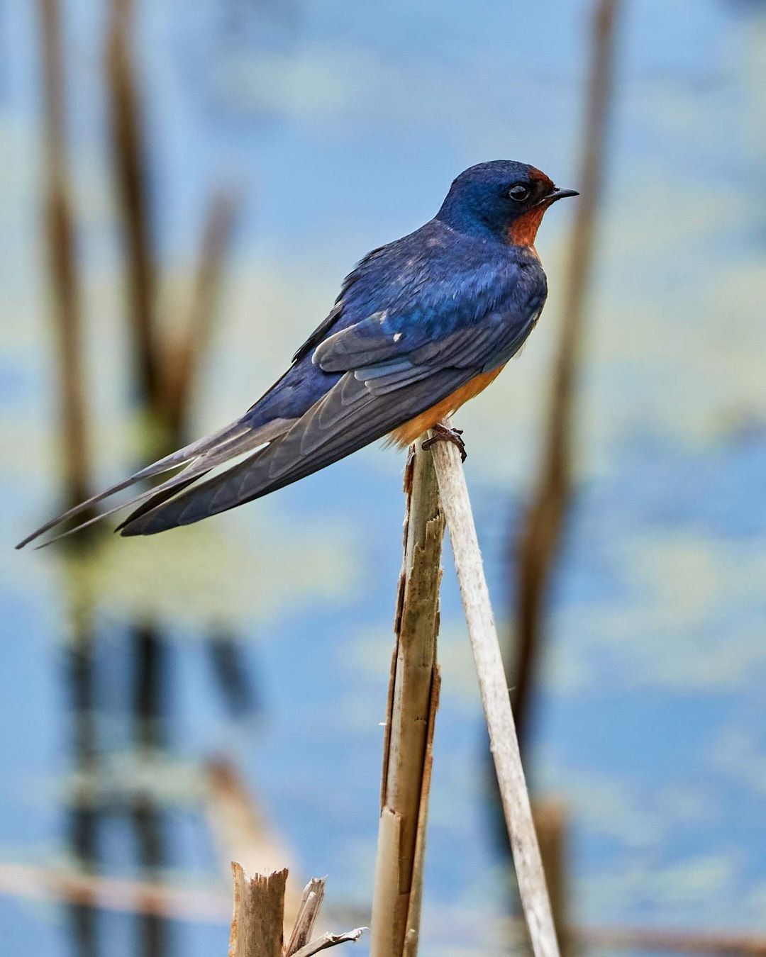Wildlife, photograph 36