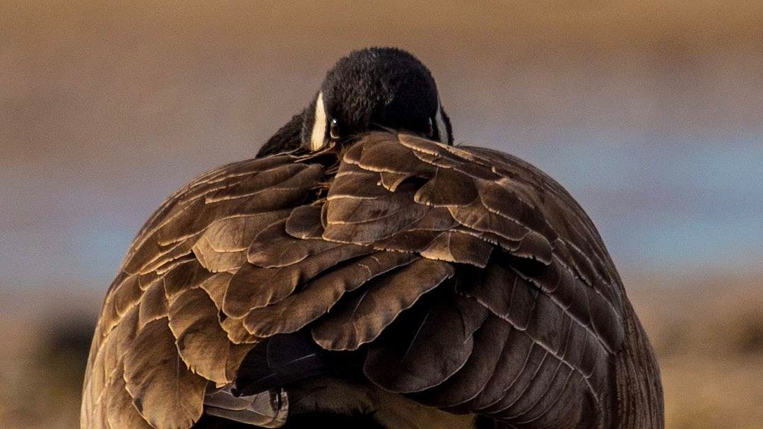 Wildlife, photograph 113