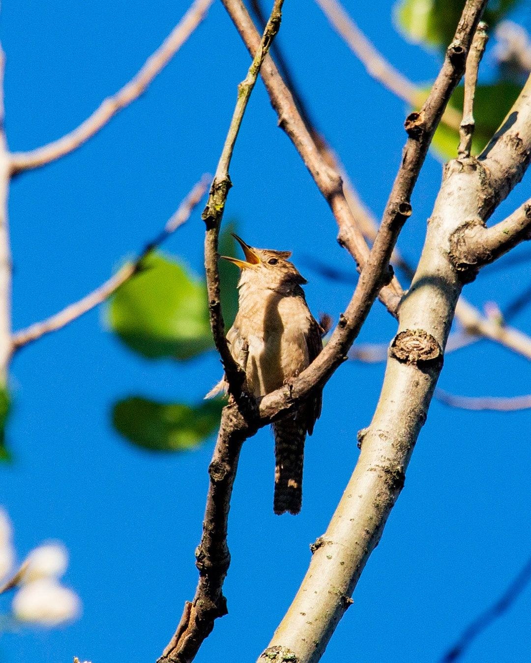 Wildlife, photograph 150