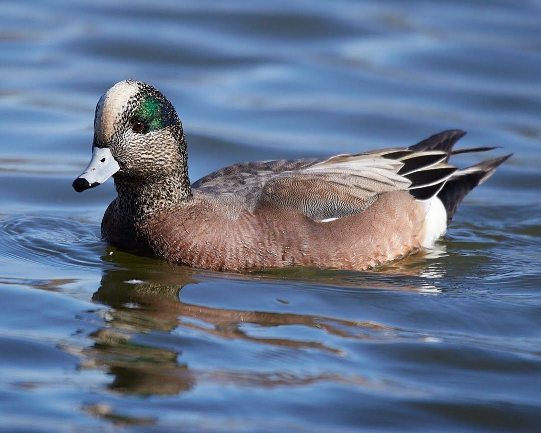 Wildlife, photograph 68