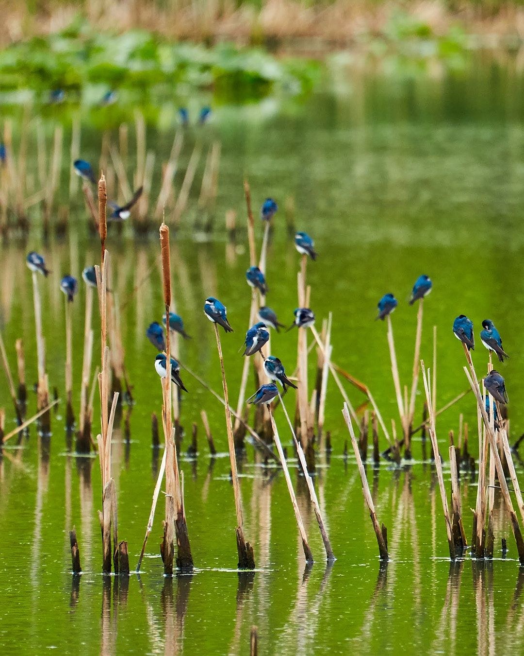 Wildlife, photograph 35