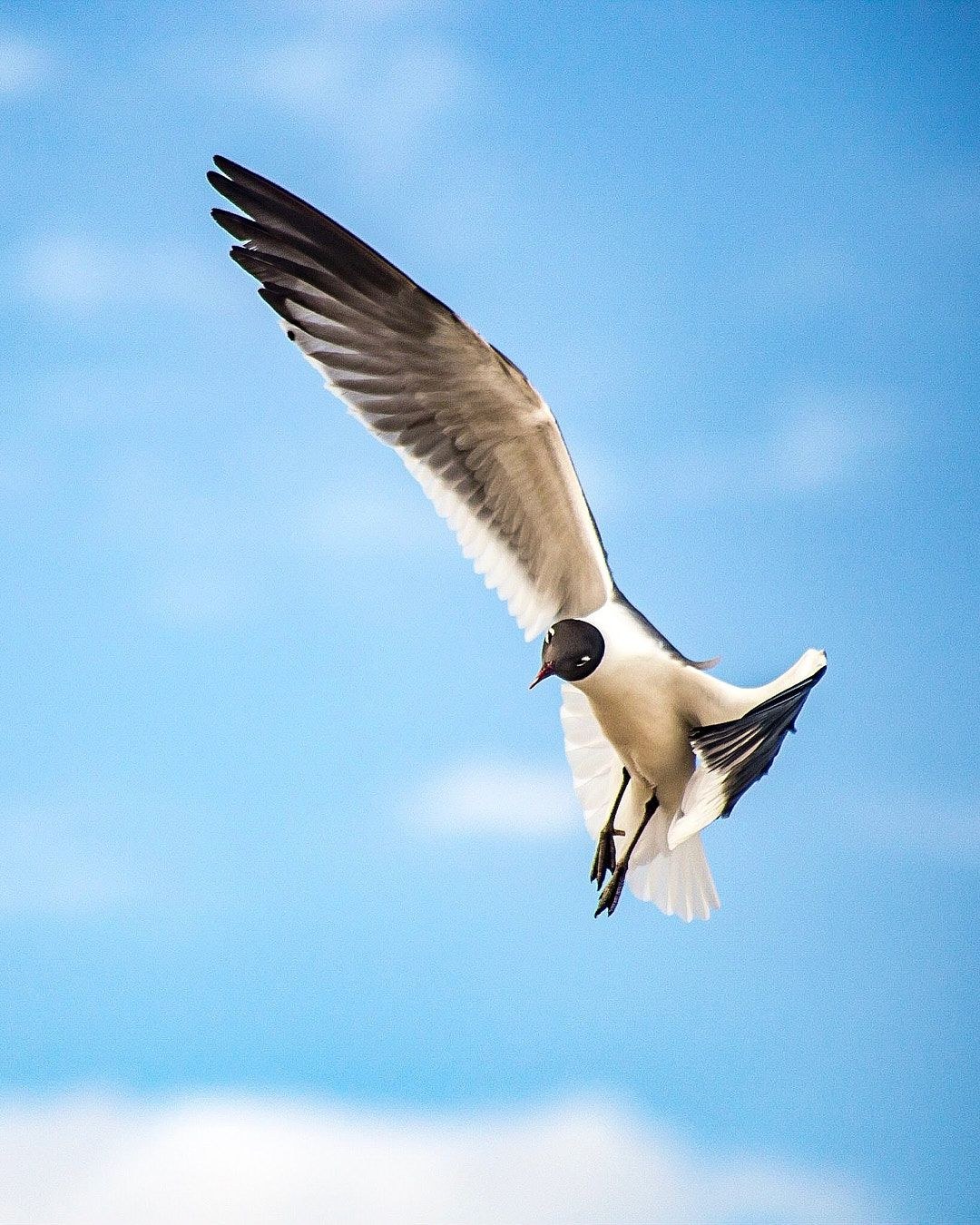 Wildlife, photograph 47