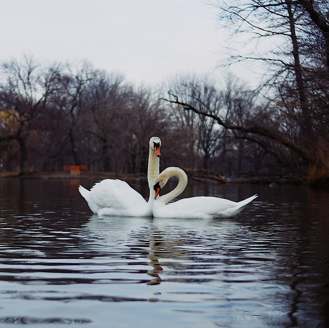 Wildlife, photograph 41