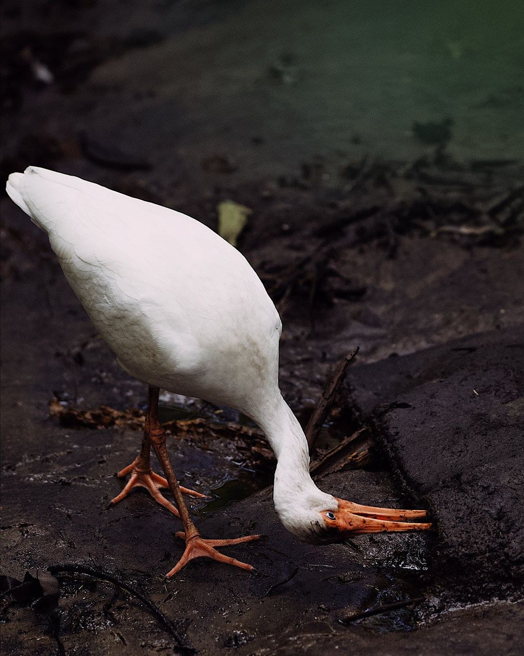 Wildlife, photograph 62