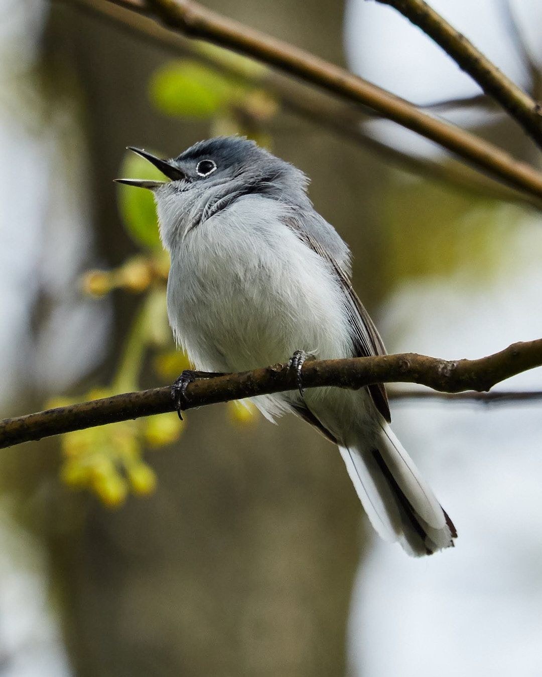Wildlife, photograph 26