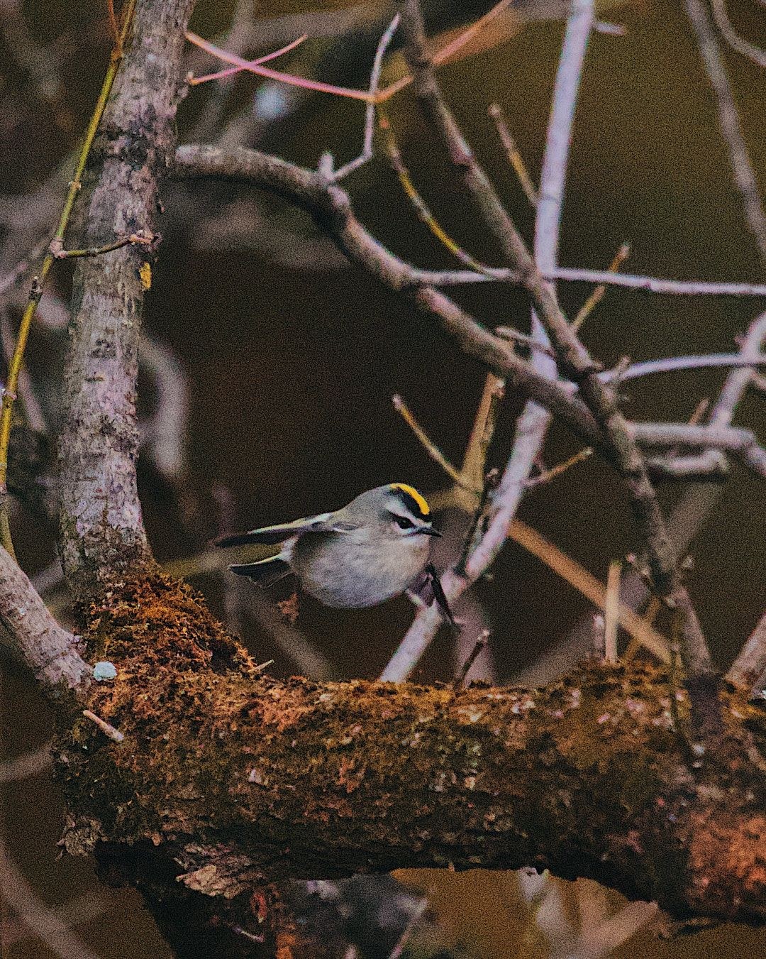 Wildlife, photograph 103