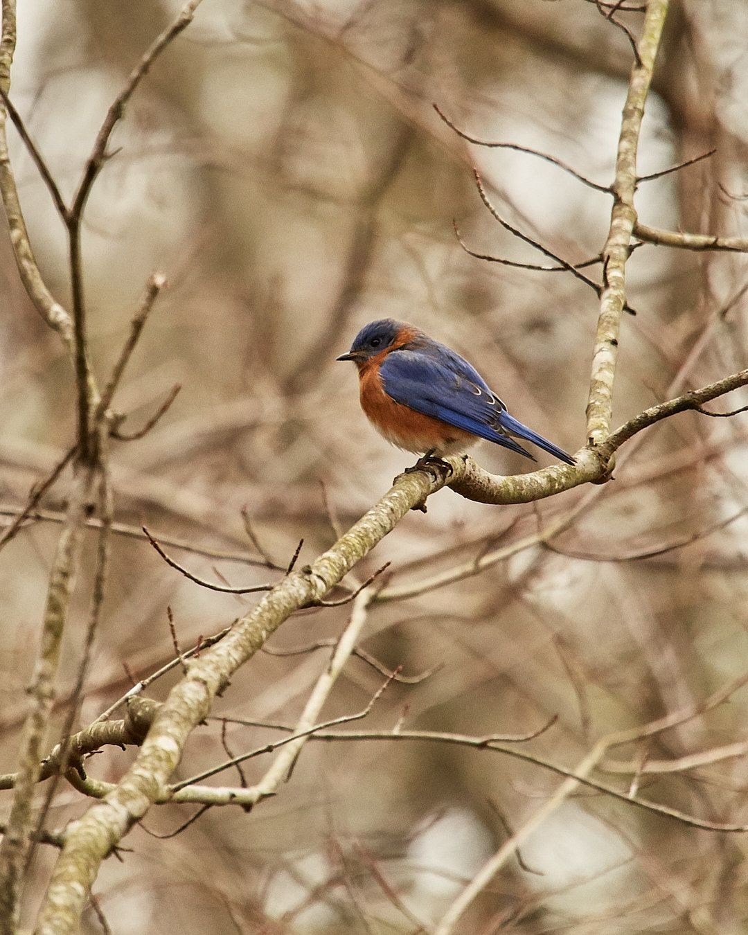 Wildlife, photograph 112