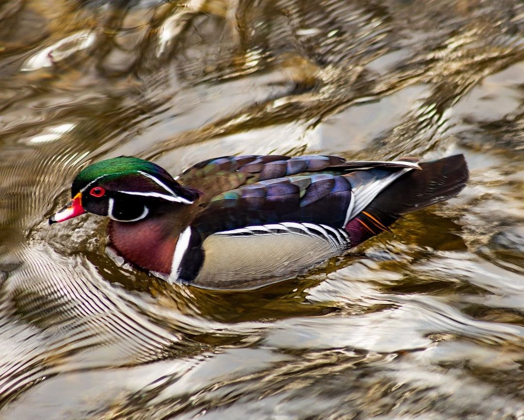 Wildlife, photograph 76