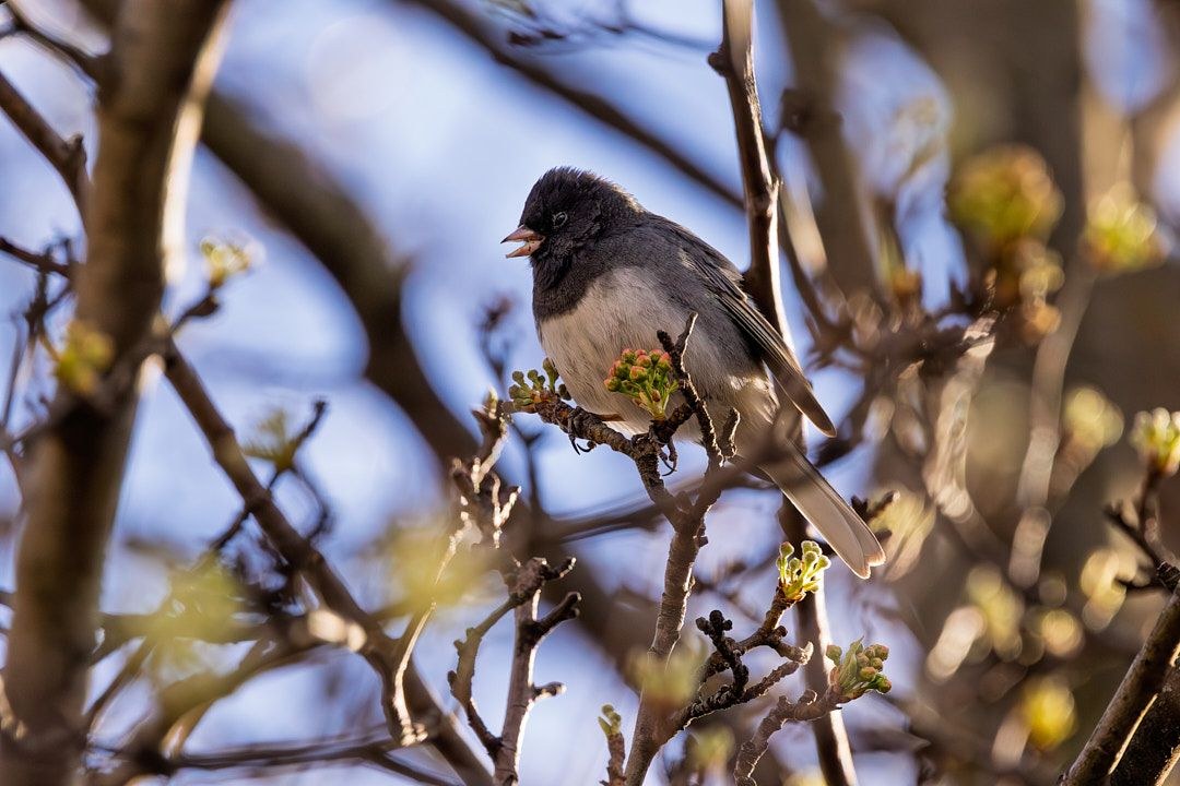 Wildlife, photograph 225