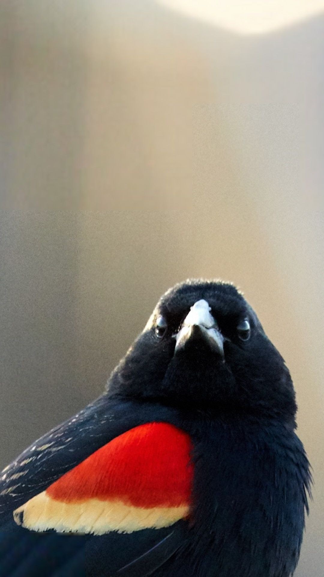 Wildlife, photograph 119