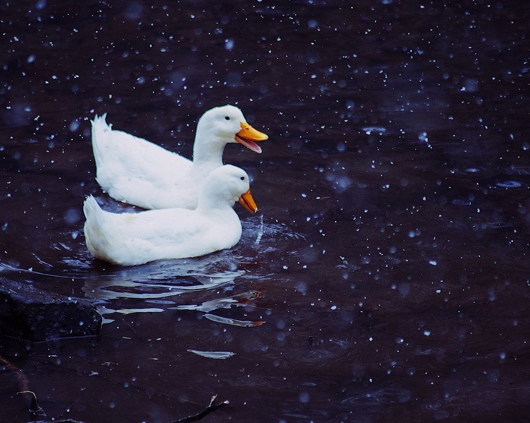 Wildlife, photograph 57