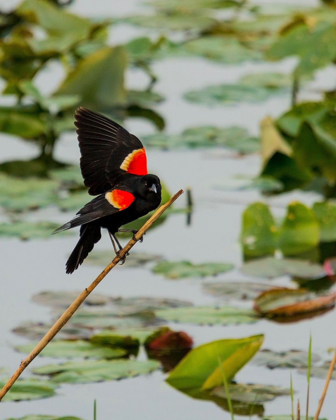 Wildlife, photograph 141