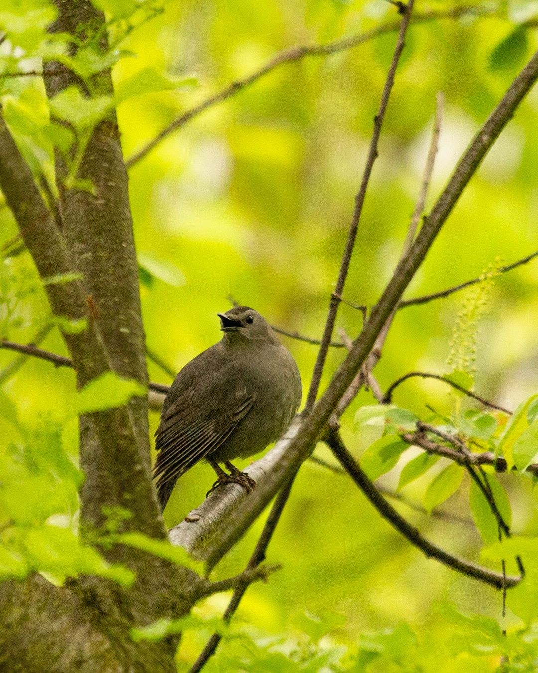 Wildlife, photograph 163