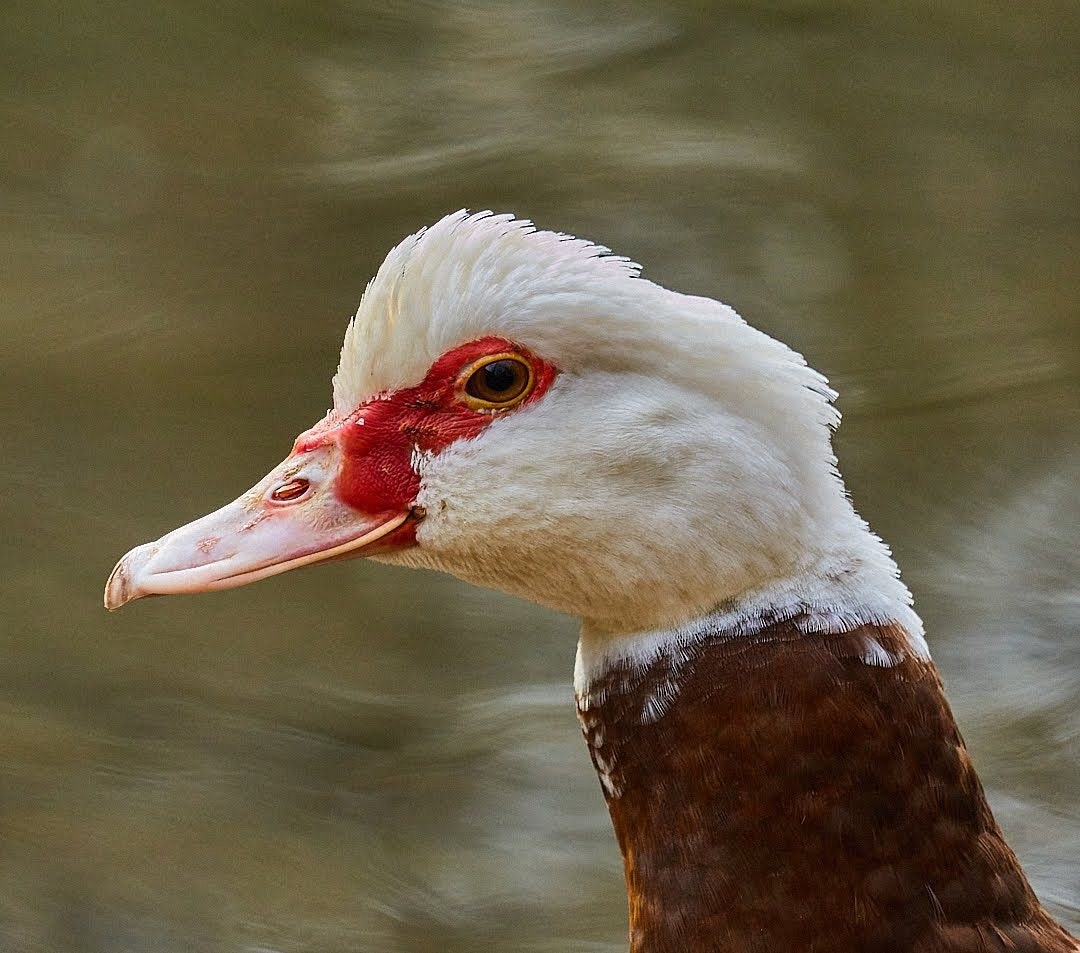 Wildlife, photograph 122