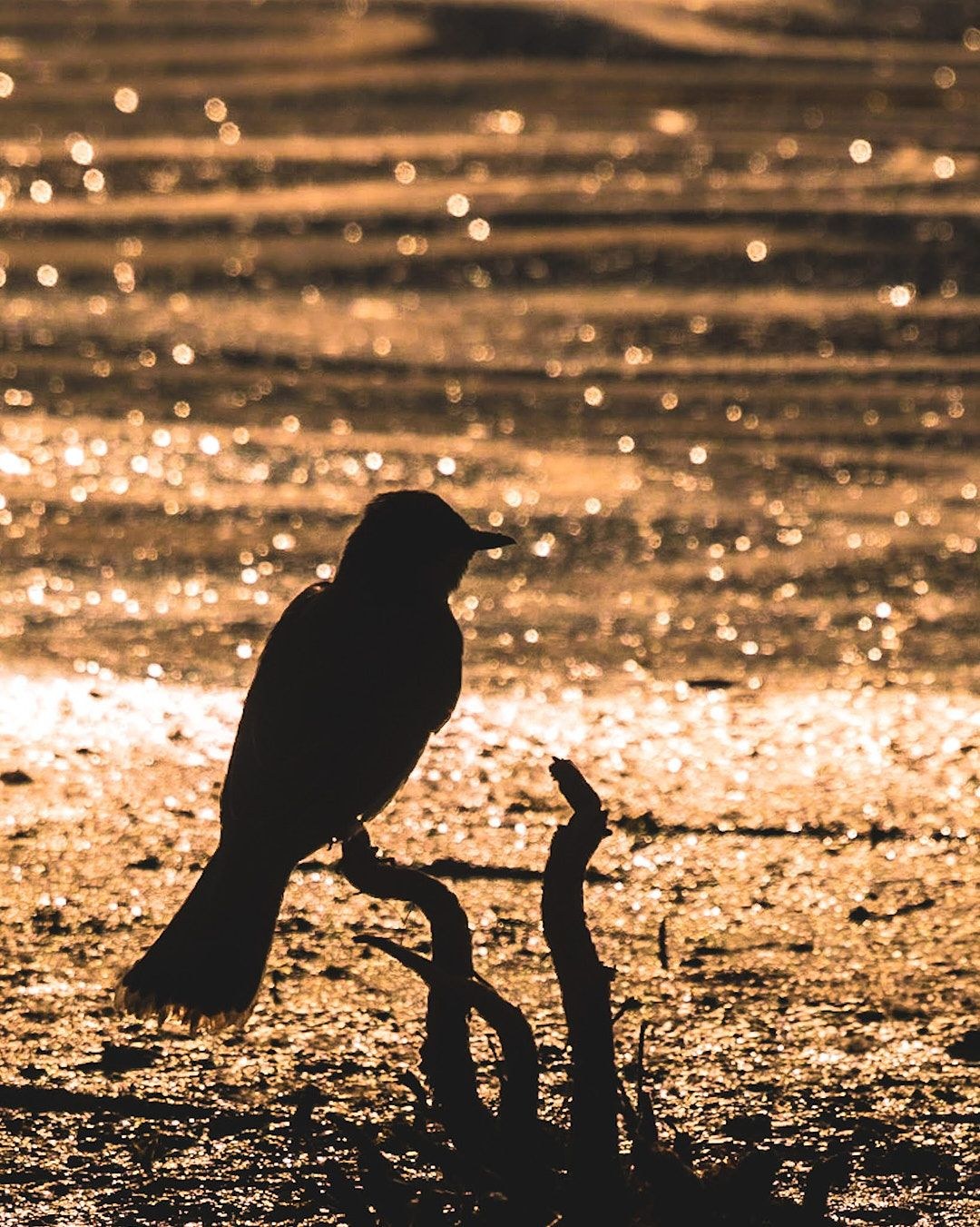 Wildlife, photograph 205