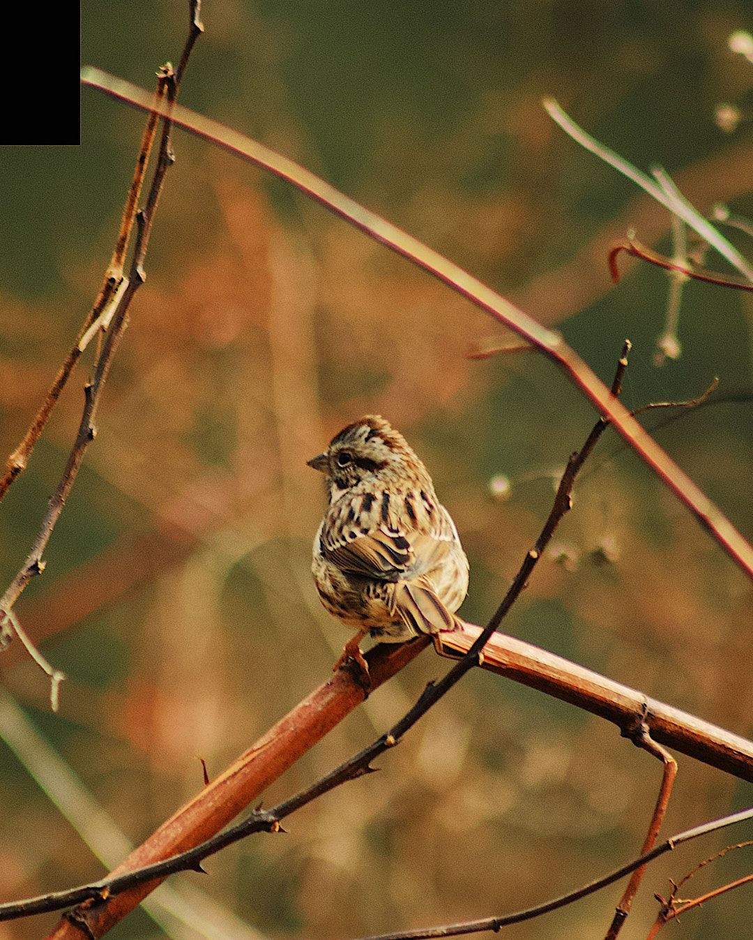 Wildlife, photograph 56