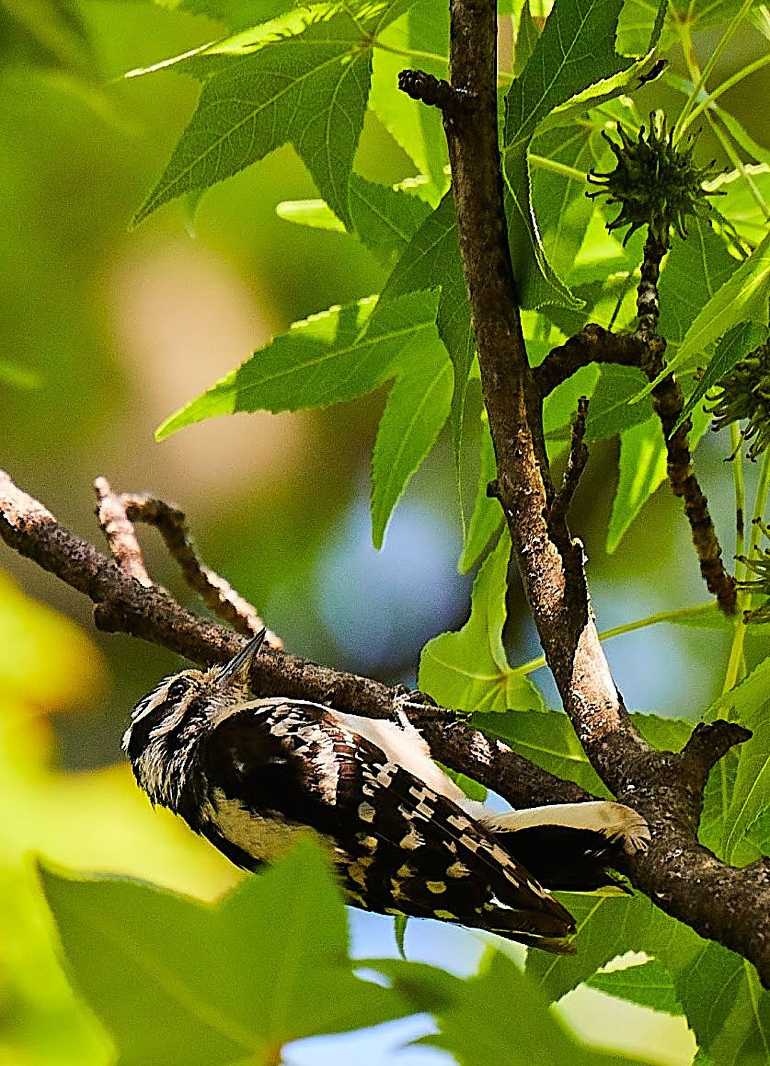Wildlife, photograph 209
