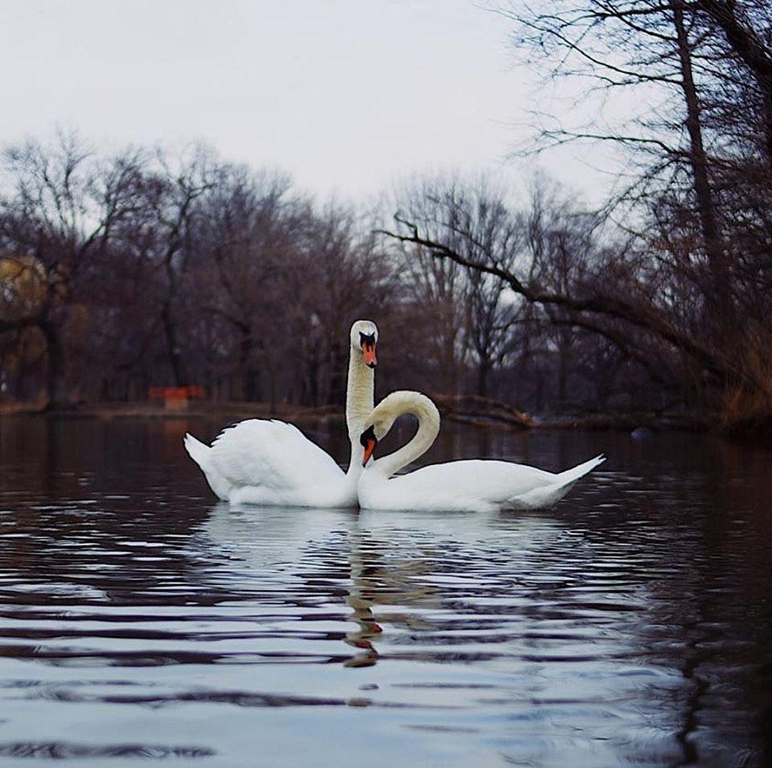 Wildlife, photograph 8