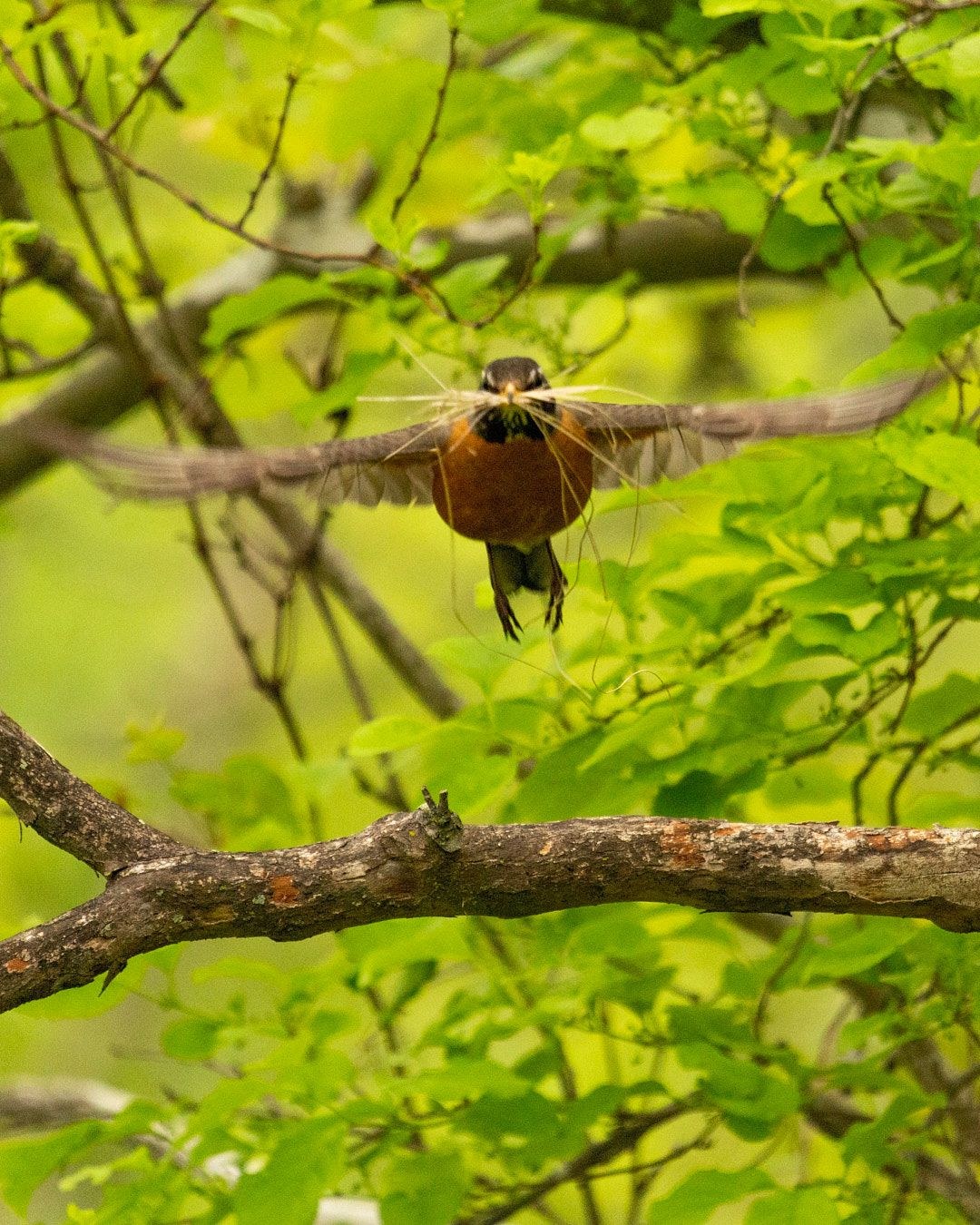 Wildlife, photograph 155