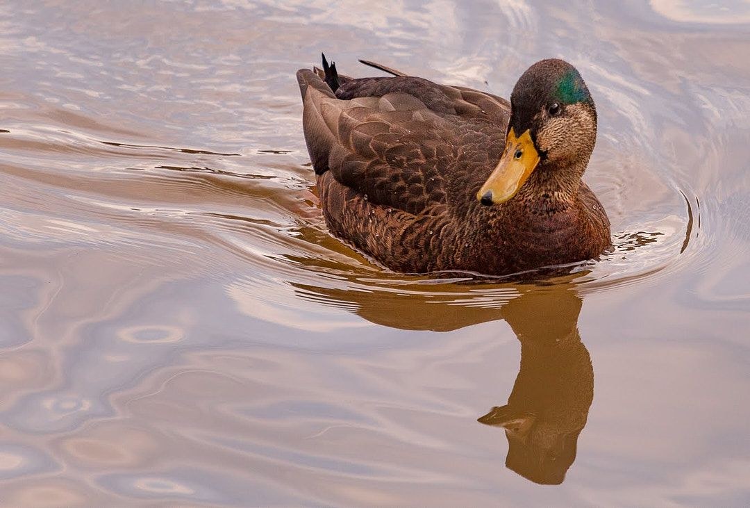 Wildlife, photograph 107