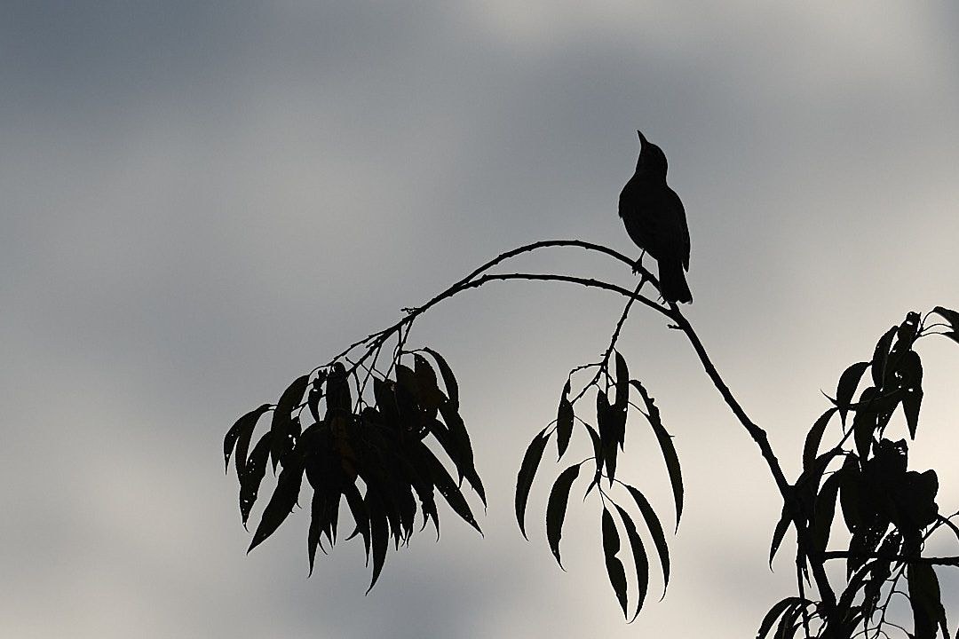 Wildlife, photograph 13