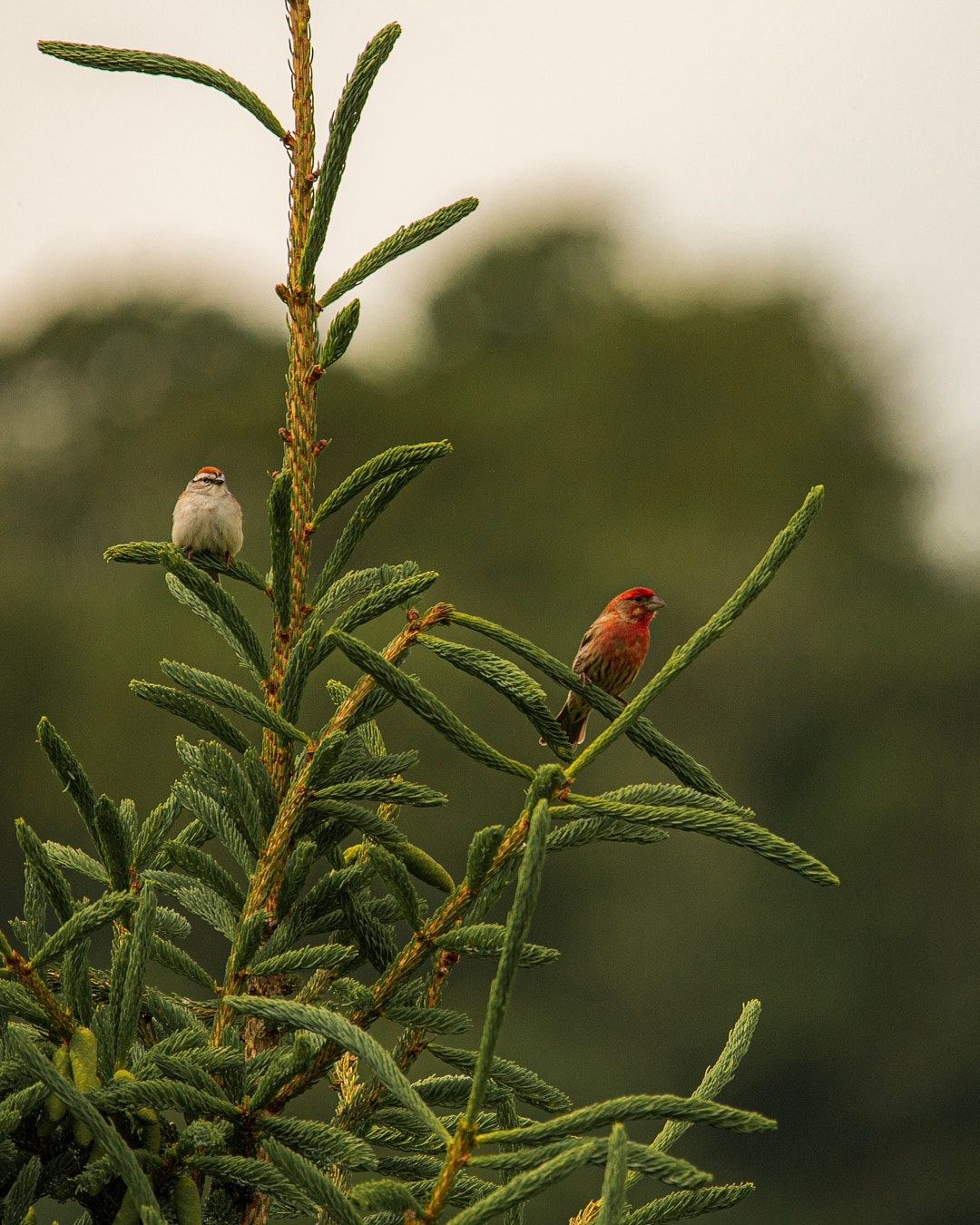 Wildlife, photograph 181