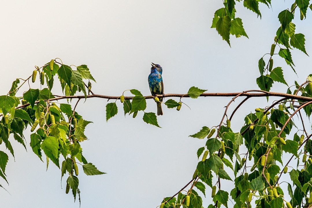 Wildlife, photograph 87