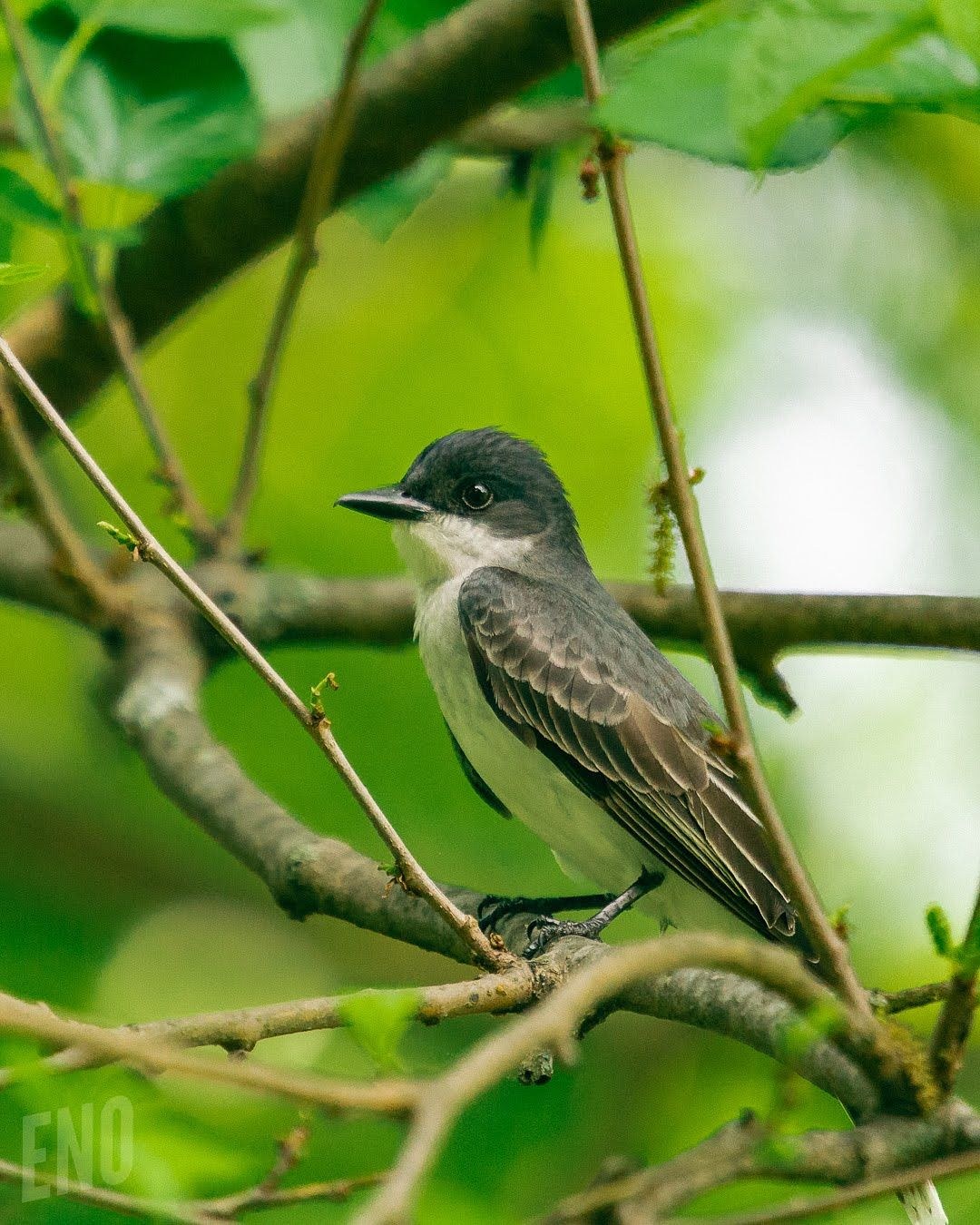 Wildlife, photograph 82