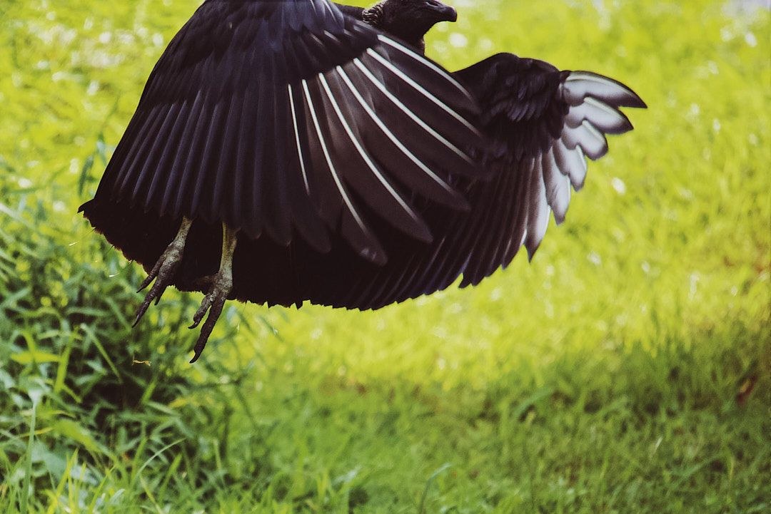 Wildlife, photograph 183
