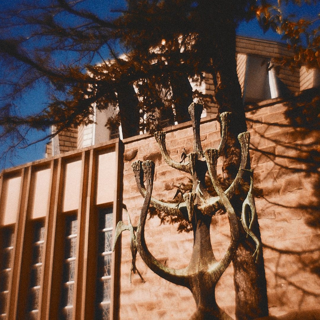 A pruned tree casting long shadows across a stone building in evening light