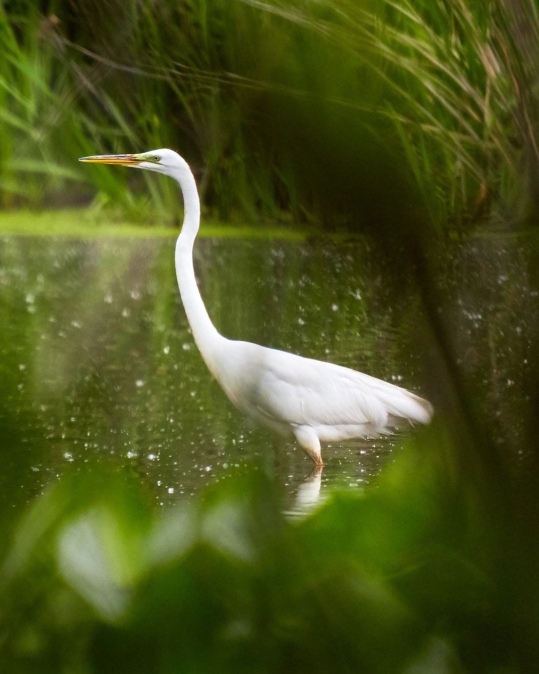 Wildlife, photograph 21
