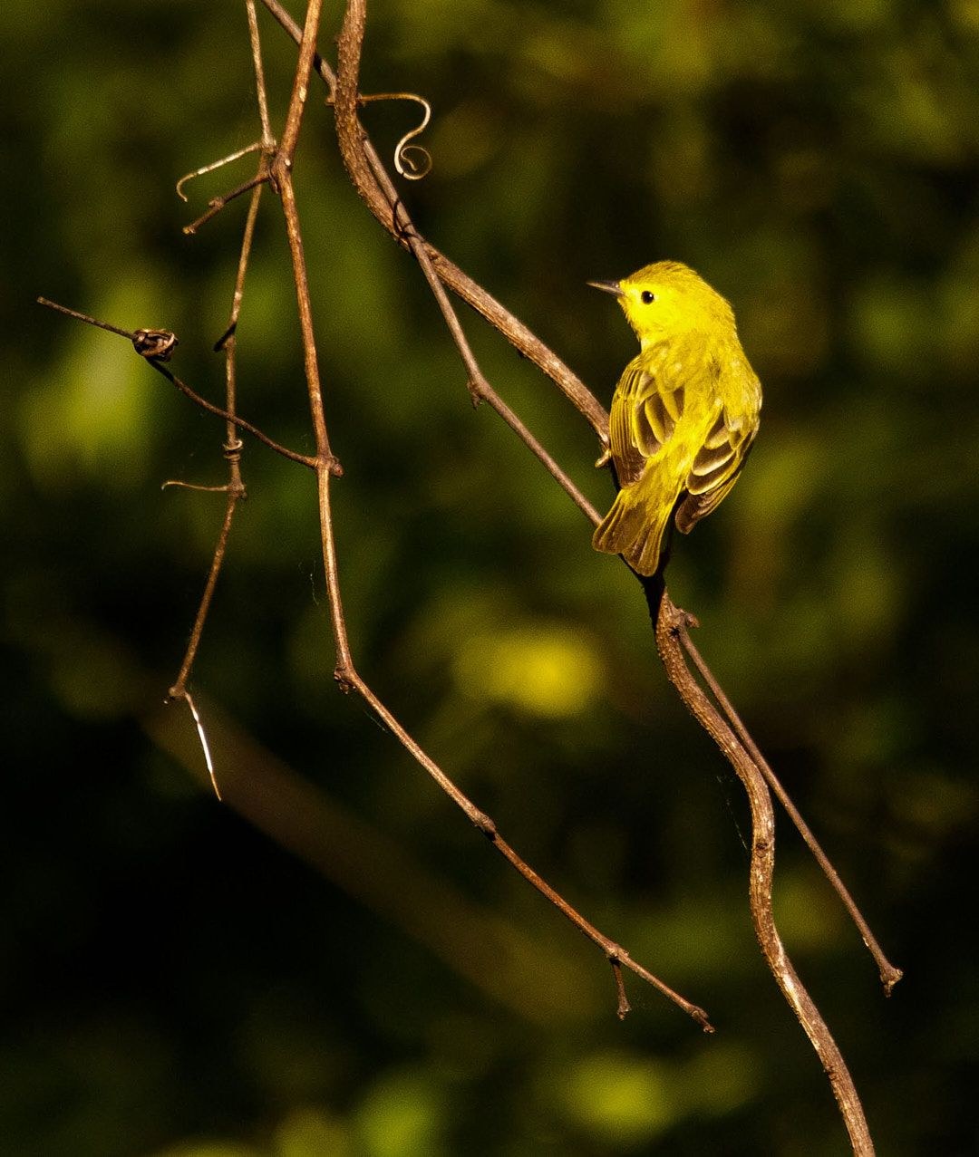 Wildlife, photograph 204