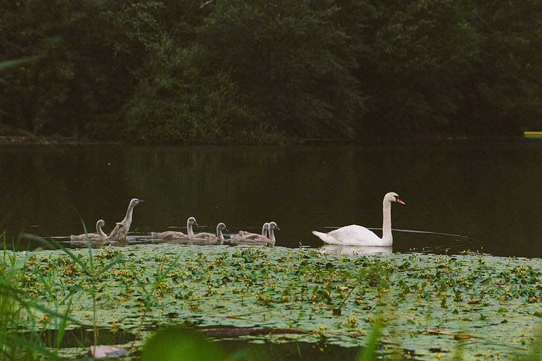 Wildlife, photograph 7